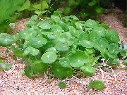 verde Impianto Whorled, Centella Acqua, Dollarweed, Manyflower Palude Pennywort (Hydrocotyle umbellata) foto