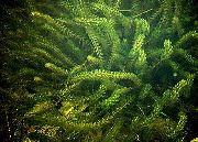 緑色 プラント Anacharis、カナダエロデア、アメリカの水草、酸素雑草 (Elodea canadensis) フォト