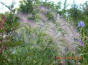 grön Växt Rävsvans Korn, Ekorre-Tail (Hordeum jubatum) foto