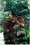 borgonha, clarete Planta Loosestrife Roxo Com Franjas (Lysimachia ciliata 'Purpurea') foto