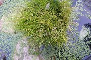 verde Planta Spike Rush (Eleocharis) foto