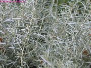 hõbedane  Helichrysum, Karri Taim, Immortelle  foto