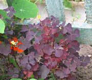 酒红，枣红 卉 酢浆草，圣灵降临节的花，绿色的势利小人，睡美人 (Oxalis) 照片