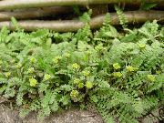 roheline Taim Uus-Meremaa Messing Nupud (Cotula leptinella, Leptinella squalida) foto