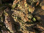 brun Växt Nya Zeeland Mässingsknappar (Cotula leptinella, Leptinella squalida) foto
