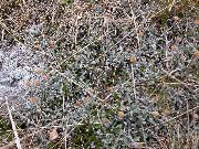 sølvfarvede Plante New Zealand Messing Knapper (Cotula leptinella, Leptinella squalida) foto
