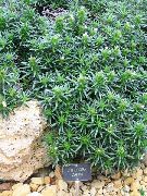 zielony Roślina Litodora (Lithodora zahnii) zdjęcie
