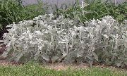 сребрнаст Биљка Уши Ламб Је (Stachys) фотографија