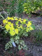 żółty Roślina Orlik Hybrydowy (Aquilegia-x-hybrida) zdjęcie