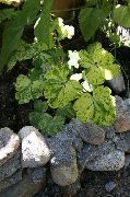 daugiaspalvis augalas Dvigubas Columbine (Aquilegia-x-hybrida) nuotrauka