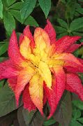 рознакаляровы Расліна Амарант Трохкаляровы (Amaranthus-Tricolor) фота