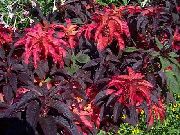 バーガンディ、クラレット プラント ヨセフのコート、噴水植物、夏のポインセチア、ハゲイトウ、中国のほうれん草、野菜アマランサス、eenのチョイ (Amaranthus-Tricolor) フォト
