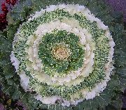 baltas augalas Žydėjimo Kopūstai, Lapiniai Kopūstai Dekoratyviniai, Collard, Cole (Brassica oleracea) nuotrauka