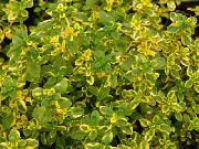 pestrobarevný Rostlina Citron Tymián (Thymus-citriodorus) fotografie