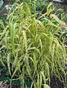 ornamental grasses Bowles Golden Grass, Golden Millet Grass, Golden Wood Millet Milium effusum
