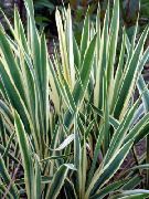 çok renkli Bitki Adam'ın Iğne, Spoonleaf Yuka, Iğne-Palm (Yucca filamentosa) fotoğraf