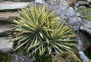 variegato Impianto L'ago Di Adam, Yucca Spoonleaf, Ago-Palm (Yucca filamentosa) foto