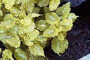 sárga Növény Árvacsalán, Foltos Árvacsalán (Lamium-maculatum) fénykép