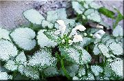 vit Växt Döda Nässlor, Prickiga Döda Nässlor (Lamium-maculatum) foto