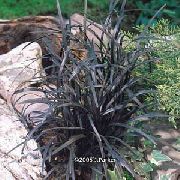 simli Bitki Zambak-Çim, Yılanın Sakal, Siyah Ejderha, Siyah Mondo Çim (Ophiopogon) fotoğraf