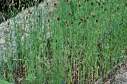 მწვანე ქარხანა ფოთლოვანი Cattail, ტოტორათი, კაზაკთა Asparagus, დროშები, ლერწამი ჯავზი, ჯუჯა Cattail, მოხდენილი Cattail (Typha) ფოტო