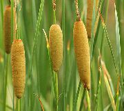 ornamental grasses Broadleaf Cattail, Bulrush, Cossack Asparagus, Flags, Reed Mace, Dwarf Cattail, Graceful Cattail Typha 