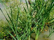 zelena Rastlina Širokolistni Cattail, Ševar, Cossack Beluši, Zastave, Reed Mace, Dwarf Cattail, Ljubek Cattail (Typha) fotografija