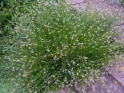 yeşil Bitki Fiber Optik Çimen, Tuz Bataklık Saz (Isolepis cernua, Scirpus cernuus) fotoğraf