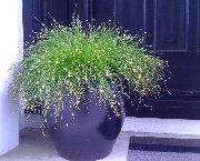 groen Plant Glasvezel Gras, Kwelder Bulrush (Isolepis cernua, Scirpus cernuus) foto