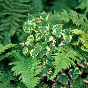 mannigfaltig  Chamäleonpflanze (Houttuynia) foto