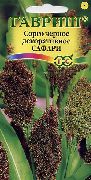 褐色 卉 扫帚玉米 (Sorghum) 照片