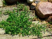 зелений Рослина Спориш (Cпориш) (Polygonum aviculare) фото