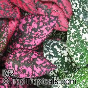 Planta De Bolinhas, Rosto Sardento multicolorido 