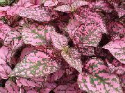 barwny Roślina Hypoestes (Gipestes)  zdjęcie