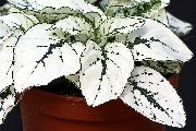 hvid  Prikkede Plante, Fregne Ansigt (Hypoestes) foto