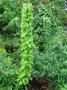 grün Pflanze Dioscorea Caucasica  foto