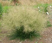 Tuftade Hairgrass (Gyllene Hairgrass) ljusgrön Växt