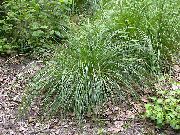 zeleno svijetlo Biljka Čupava Hairgrass (Zlatna Hairgrass) (Deschampsia caespitosa) foto
