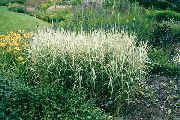 daugiaspalvis augalas Reed Dryžutėmis (Phalaris arundinacea) nuotrauka