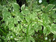 彩色 卉 主教的杂草，goutweed，地面长老 (Aegopodium podagraria) 照片