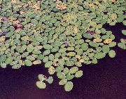 Brasenia, Vand Skjold lysegrøn Plante