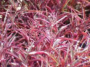 червен Растение Alternanthera  снимка