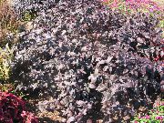 Alternanthera burgundy, rödvin Växt