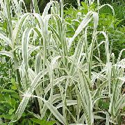ornamental grasses Giant Reed Arundo Donax