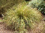 Fasanenschwanz Gras, Federgras, Neuseeland Wind Gras gelb Pflanze