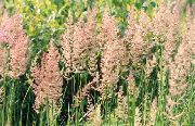 მწვანე ქარხანა ბუმბული Reed ბალახის, ზოლიანი ბუმბული Reed (Calamagrostis) ფოტო
