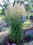 зелен Растение Перо Тръстика Трева, Шарени Пера Тръстика (Calamagrostis) снимка