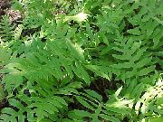 zelena Rastlina Pobotanih Veriga Praprot (Woodwardia areolata) fotografija