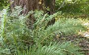 zelená Rastlina Virginia Reťaz Papraď (Woodwardia virginica) fotografie