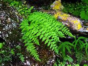 grün Pflanze Woodsia  foto